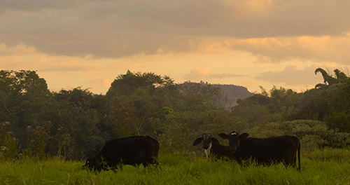 methane from plant and animal waste